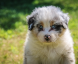 Mini Aussie Puppies For Sale Puppy Love PR